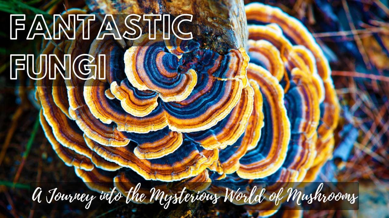 Fantastic Fungi: A Journey into the Mysterious World of Mushrooms