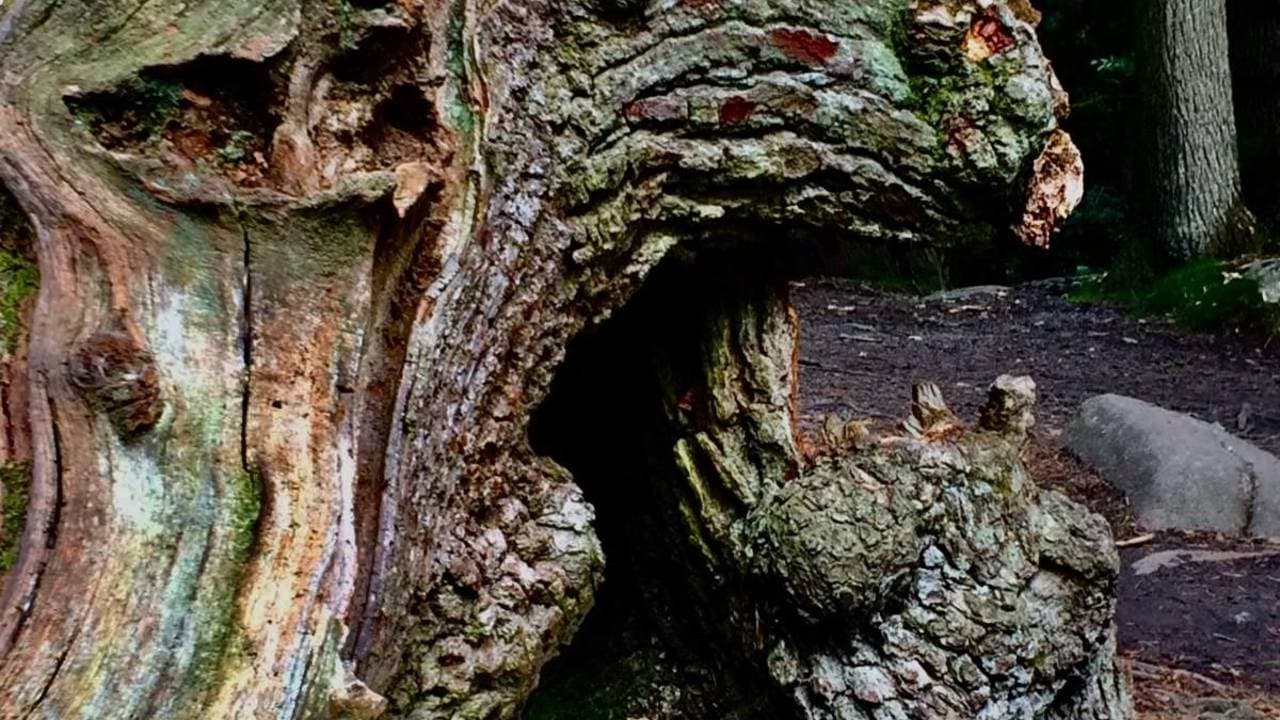 Incredible (plant based friendly) lunch and dreamy walk: the Maynard and Padley Gorge, Grindleford